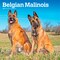 Belgian Malinois | 2026 12 x 24 Inch (Hanging) Monthly Square Wall Calendar | Plastic-Free